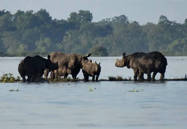 Assam Flood: 17 Animals drown in water in Kaziranga National Park, 72 Rescued